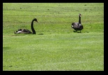 Kent - Leeds Castle -05-06-2014 - Bogdan Balaban